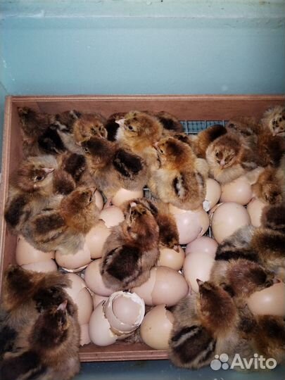 Цыплята Кучинской юбилейной породы