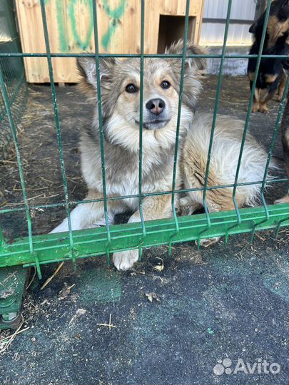 Собаку отдали в отлов. Очень нужен дом