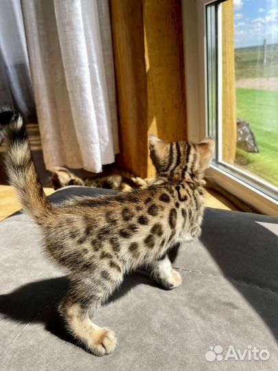 Бенгальские котята