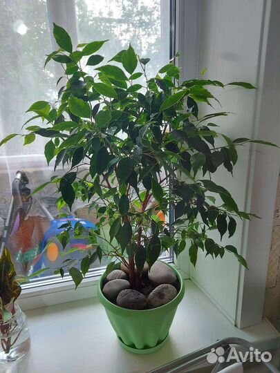 Фикус(детки укорененные)