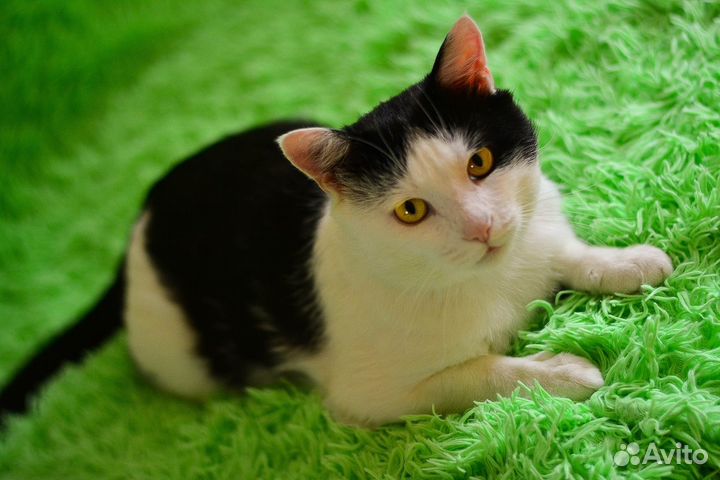 Котик в добрые ручки