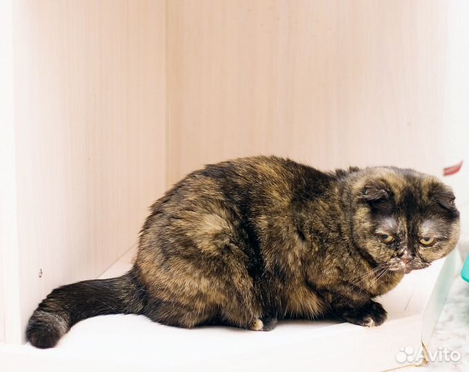 Аристократка)