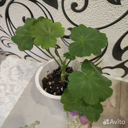 Герань пеларгония