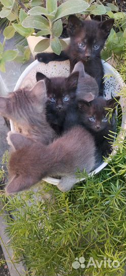 Котята ищут дом