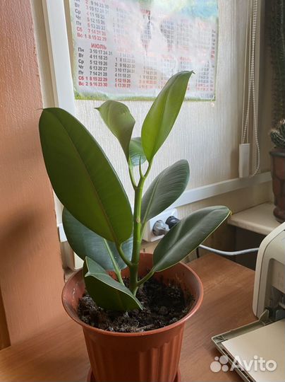 Фикус каучуконосный