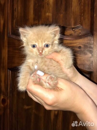 Отдам в добрые руки