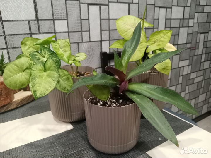 Комнатные цветы