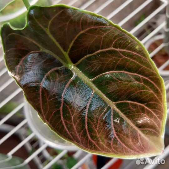 Алоказия Азлани