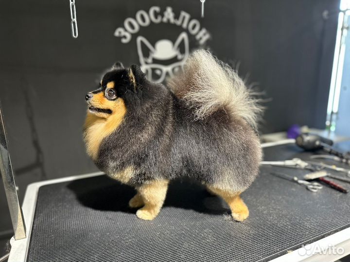 Стрижка собак и кошек, груминг