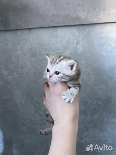 Шотландские котята