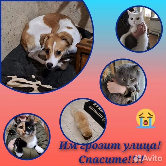 Коты бесплатно