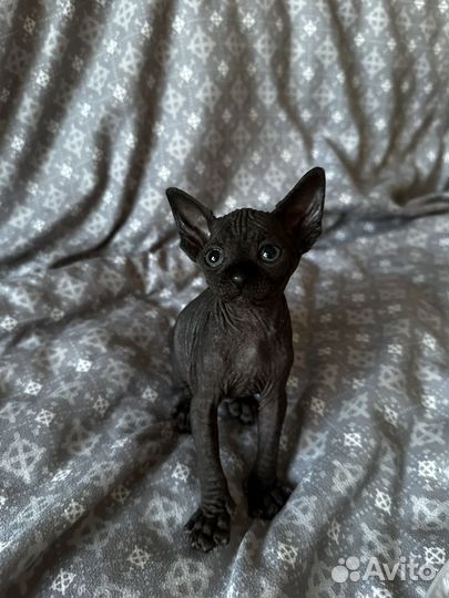 Канадский сфинкс