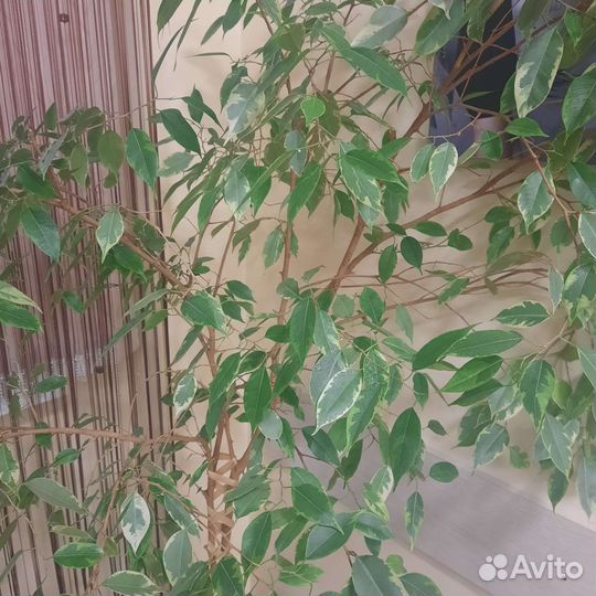 Фикус бенджамина большой