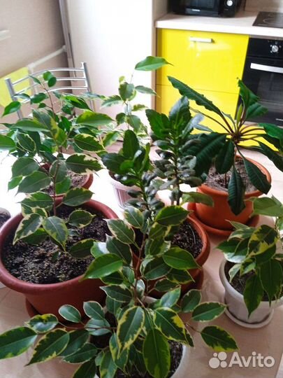 Фикус декоративный и другие