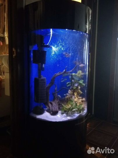 Аквариумная рыба, аквариумы