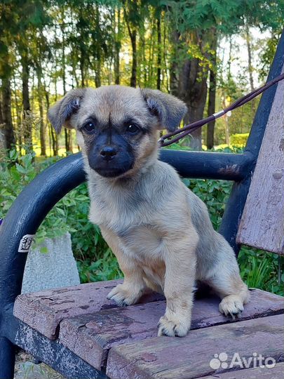 Щенок от мелкой собачки