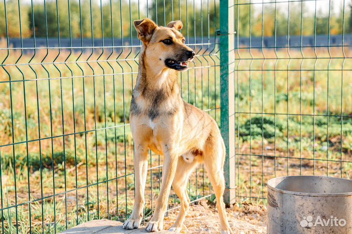 Мальчик Лакки в поисках дома