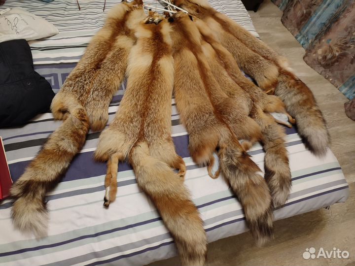 Шкуры лисы