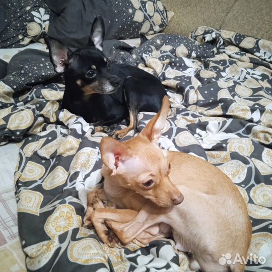 Той-терьер щеночки