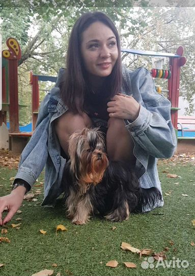 Мини девочка йоркширского терьера