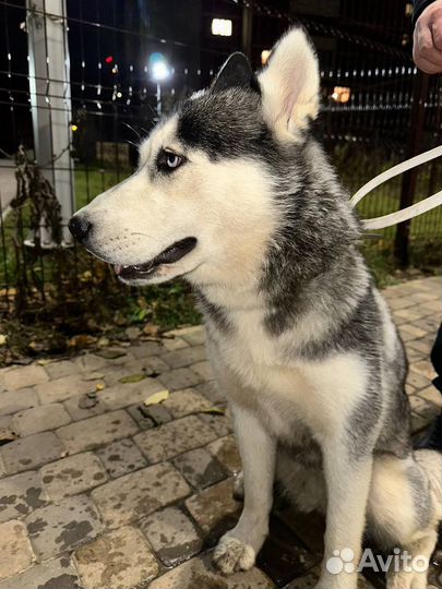 Собаки хаски