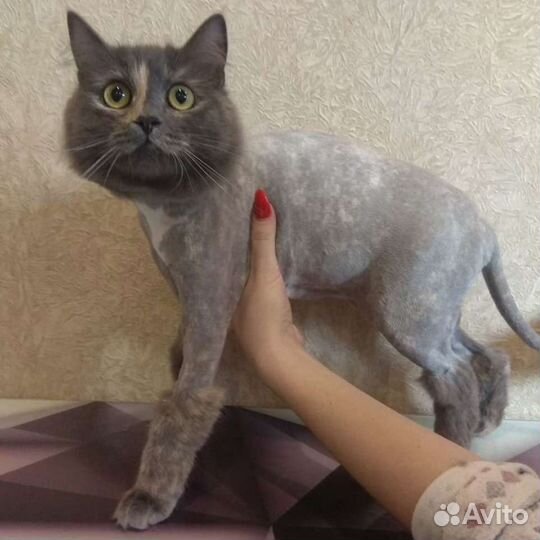 Стрижка собак и кошек