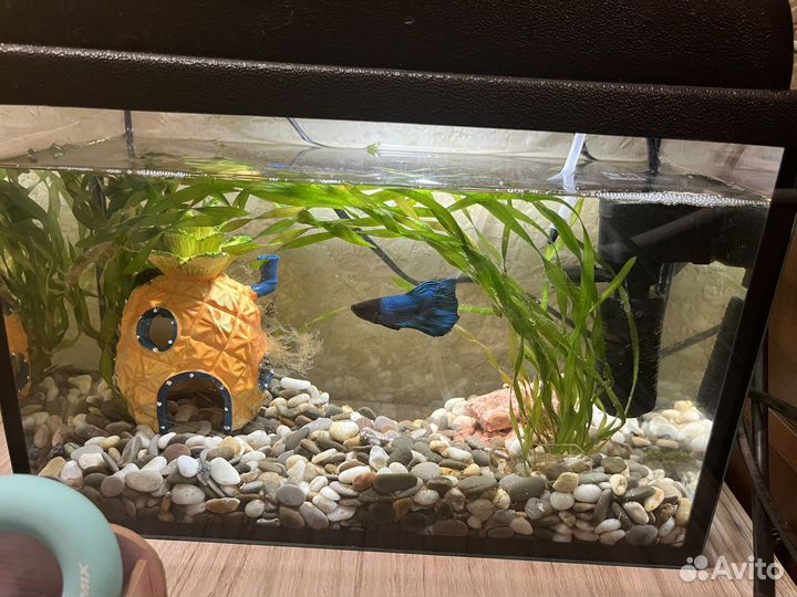 Аквариум с рыбками