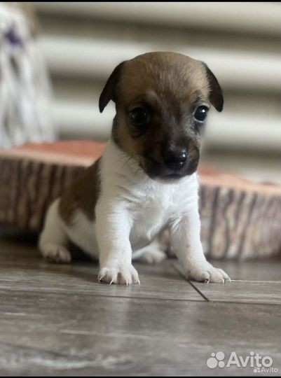 Щенки джек рассел терьер