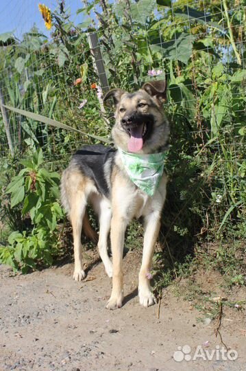 Собака из приюта в добрые руки