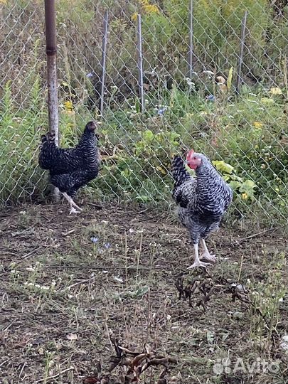 Петушки доминант D 959