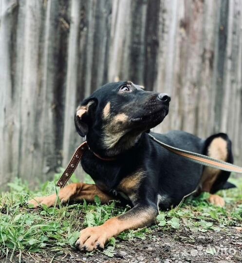 Молодой пёс в дар