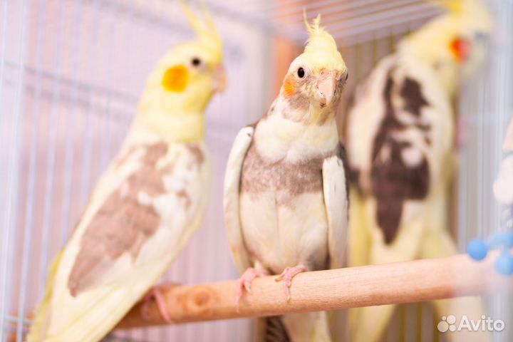 Лучшие птенцы корелл для Вас