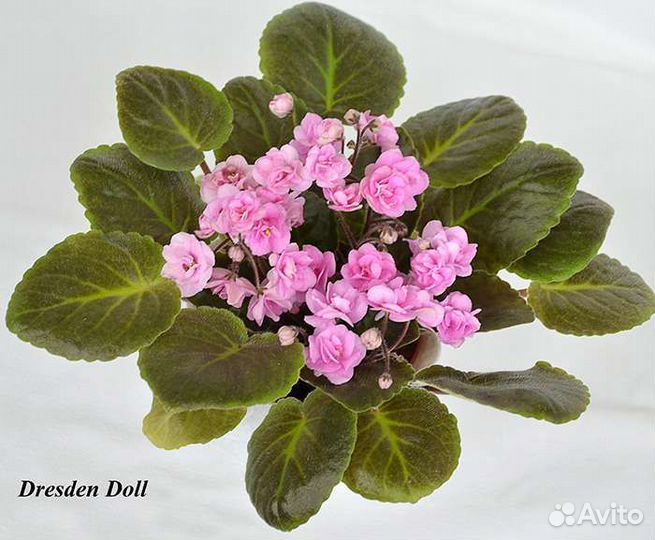 Детки сортовых фиалок