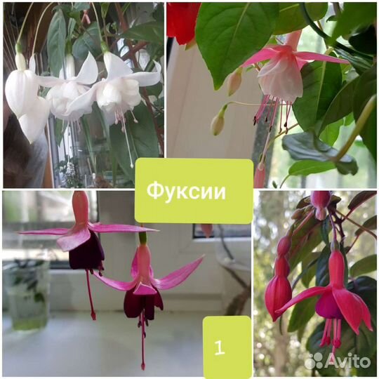 Комнатные цветы 40 видов