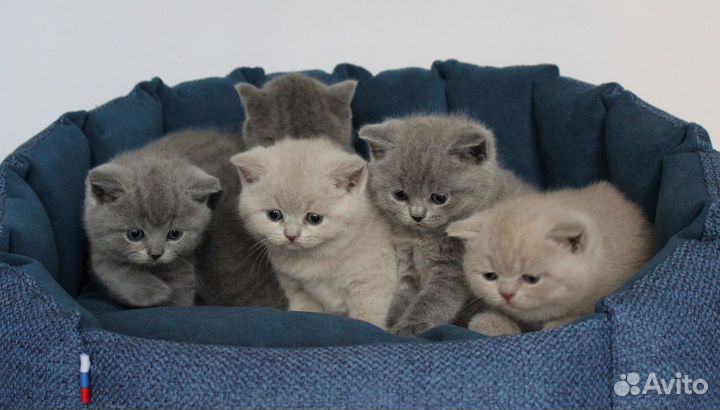Британские котята классических окрасов