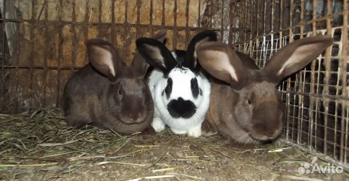 Молодые самцы строкачи