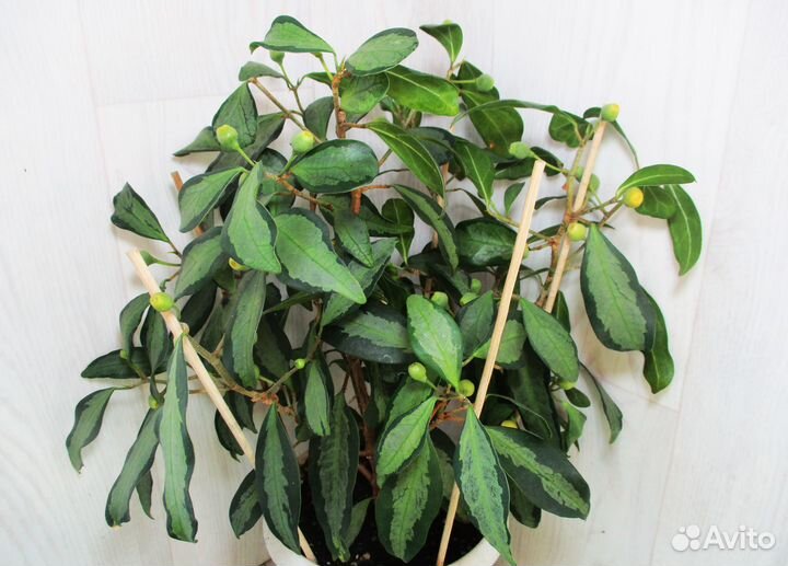 Мирты - Фикусы (22 сорта) - Плодовые