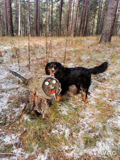 Бернский зенненхунд Вязка