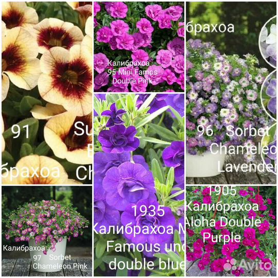 Вегетативная калибрахоа