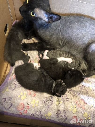 Котята донского Сфинкса