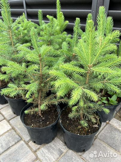 Glauca Kaibab (Глаука Кейбаб)