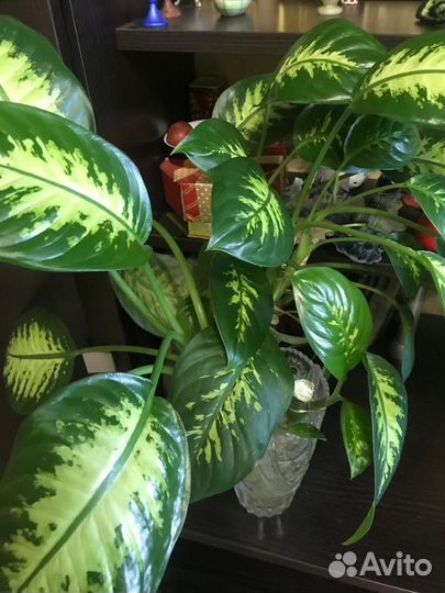 Диффенбахия