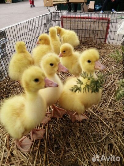 Утка, гусь, разные породы разные возраста