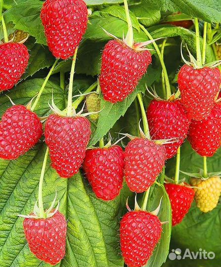 Малина ремонтантная карамелька