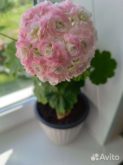 Пеларгония розебудная Апрельский снег