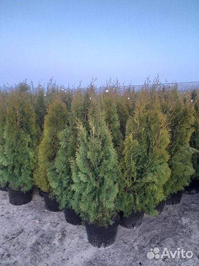 Туя смарагд саженцы