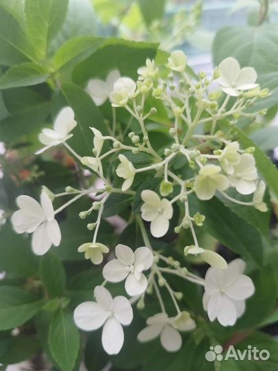 Декоративный кустарник гортензия Бобо