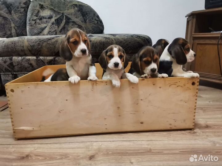 Щенки бигль