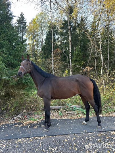 Перспективная кобыла в спорт