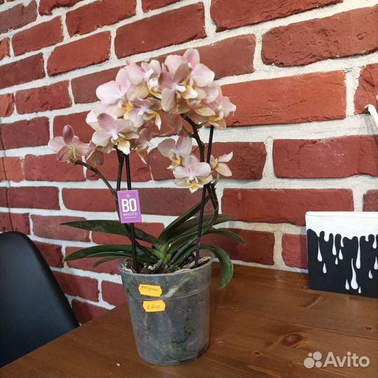 Орхидея фаленопсис Парфюмерная фабрика 2 ст